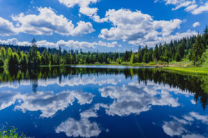 lac foret noir voiture